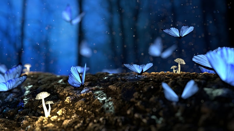 Enchanted Serenades